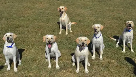 Puppy Raiser Course For Retrieving Independence-nonprofit - Coupon Scorpion