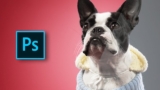 Adobe Photoshop Animal Retouching