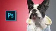 Adobe Photoshop Animal Retouching