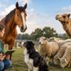 Applied Veterinary Ethology