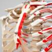 Biology101: Nervous, Endocrine and Skeletal System