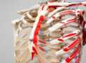 Biology101: Nervous, Endocrine and Skeletal System
