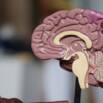 Brain anatomy