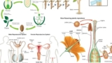 Cbse Class 12 Biology – Reproduction (chapters 1 To 3)