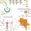 Cbse Class 12 Biology – Reproduction (chapters 1 To 3)