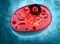 Cell Structure and Function