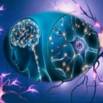 Certificate in Anatomy & Physiology of Human Nervous System