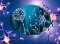 Certificate in Anatomy & Physiology of Human Nervous System