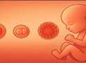 Clinical Embryology: From Concept to Practice