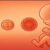 Clinical Embryology: From Concept to Practice