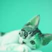 COVID-19 and Veterinary Medicine