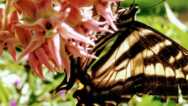 Create A Butterfly Garden