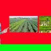 Crop Production and Management Part 2