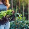 CSA Professionals: Be a Successful Veggie Box Member!