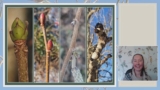 Discover Winter Trees