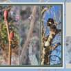 Discover Winter Trees