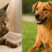 Dog & Cat Care Masterclass: Health, Behavior & Emergency Car