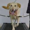 Dog Training: Train Your Dog To Walk On A Treadmill.
