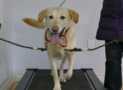 Dog Training: Train Your Dog To Walk On A Treadmill.