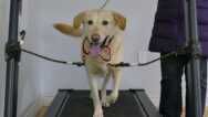 Dog Training: Train Your Dog To Walk On A Treadmill.