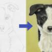 Draw a Border Collie Puppy using Pastel Pencils