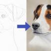 Draw a Jack Russell using Pastel Pencils