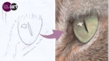 Draw a Realistic Cat’s Eye for Beginners with Colin Bradley