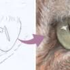 Draw a Realistic Cat’s Eye for Beginners with Colin Bradley
