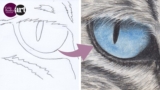 Draw a Stunning Cat’s Eye using Pastel Pencils