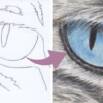 Draw a Stunning Cat’s Eye using Pastel Pencils