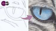 Draw a Stunning Cat’s Eye using Pastel Pencils