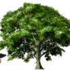 Draw A Tree Using The Paintology App
