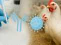 ELISA in Poultry Health Diagnostics & Vaccination Monitoring