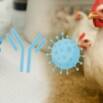 ELISA in Poultry Health Diagnostics & Vaccination Monitoring