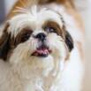 “Essential Shih Tzu Care: A Quick Guide”
