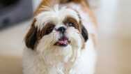 “Essential Shih Tzu Care: A Quick Guide”