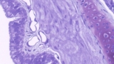Free Biology Tutorial – Cells and tissues of the body