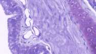 Free Biology Tutorial – Cells and tissues of the body