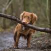 Free Dog Training Tutorial – Brave Puppy