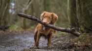 Free Dog Training Tutorial – Brave Puppy