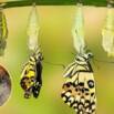 Free Meditation Tutorial – Isha Kriya: A Powerful Meditation for Self Transformation