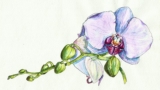 Free Painting Tutorial – Watercolor realistic orchid painting: step by step workshop