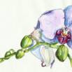Free Painting Tutorial – Watercolor realistic orchid painting: step by step workshop