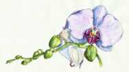 Free Painting Tutorial – Watercolor realistic orchid painting: step by step workshop