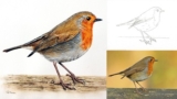 Free Tutorial – How to Paint a Realistic Robin Bird in Watercolour