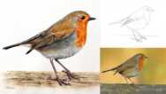 Free Tutorial – How to Paint a Realistic Robin Bird in Watercolour