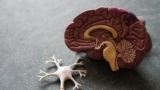 Fundamentals Of Medical Neuroscience Part-2