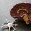 Fundamentals Of Medical Neuroscience Part-2