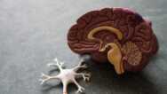 Fundamentals Of Medical Neuroscience Part-2