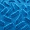 General Bacteriology: Foundations of Microbiology